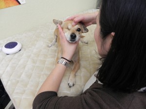 マッサージを受けるパンプキン