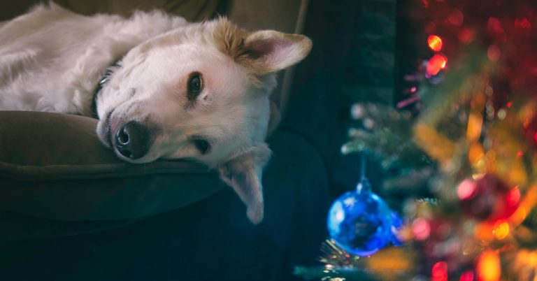 クリスマスツリーと白い犬の写真