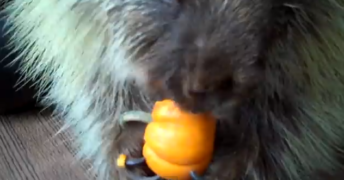 パンプキンを食しながら何やら喋りまくるヤマアラシが可愛すぎる！