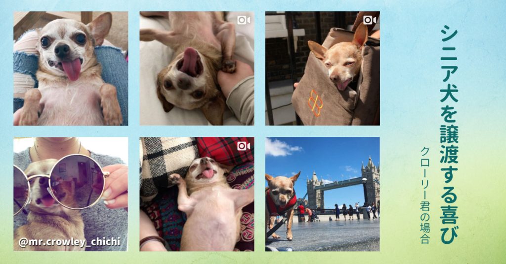 シニア犬を譲渡する喜び＊ダンボール箱に入れて捨てられていたチワワのクローリー