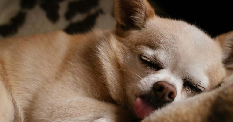 お眠り中のチワワ