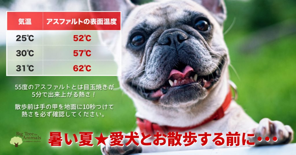 暑い夏の犬との散歩｜気温とアスファルトの温度表