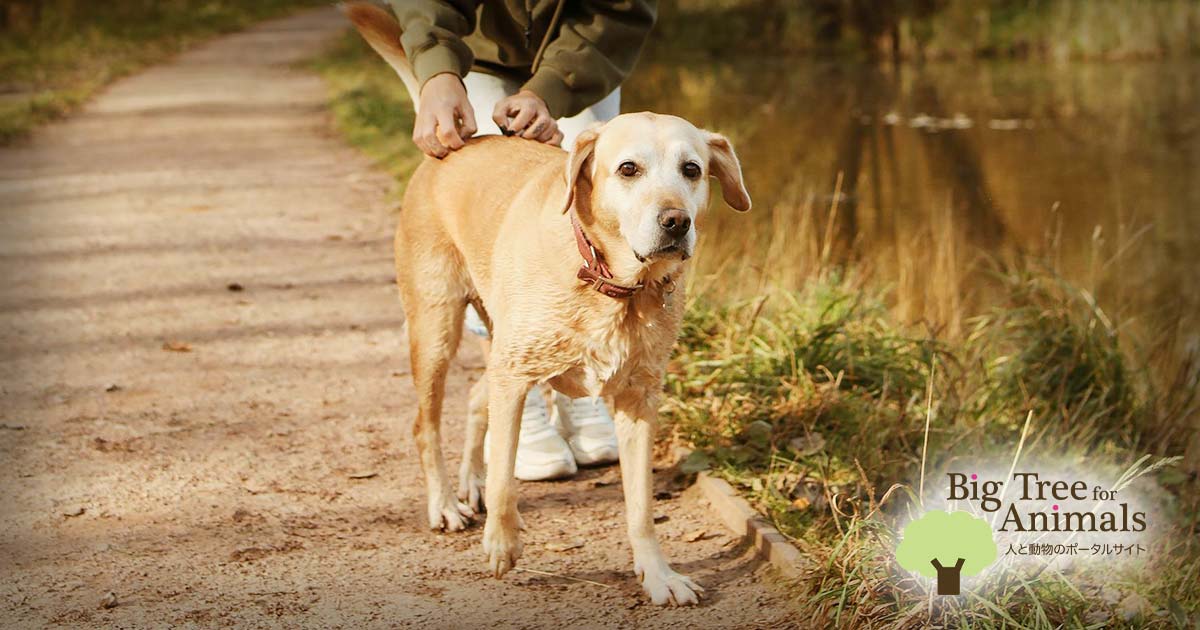シニア犬とお散歩
