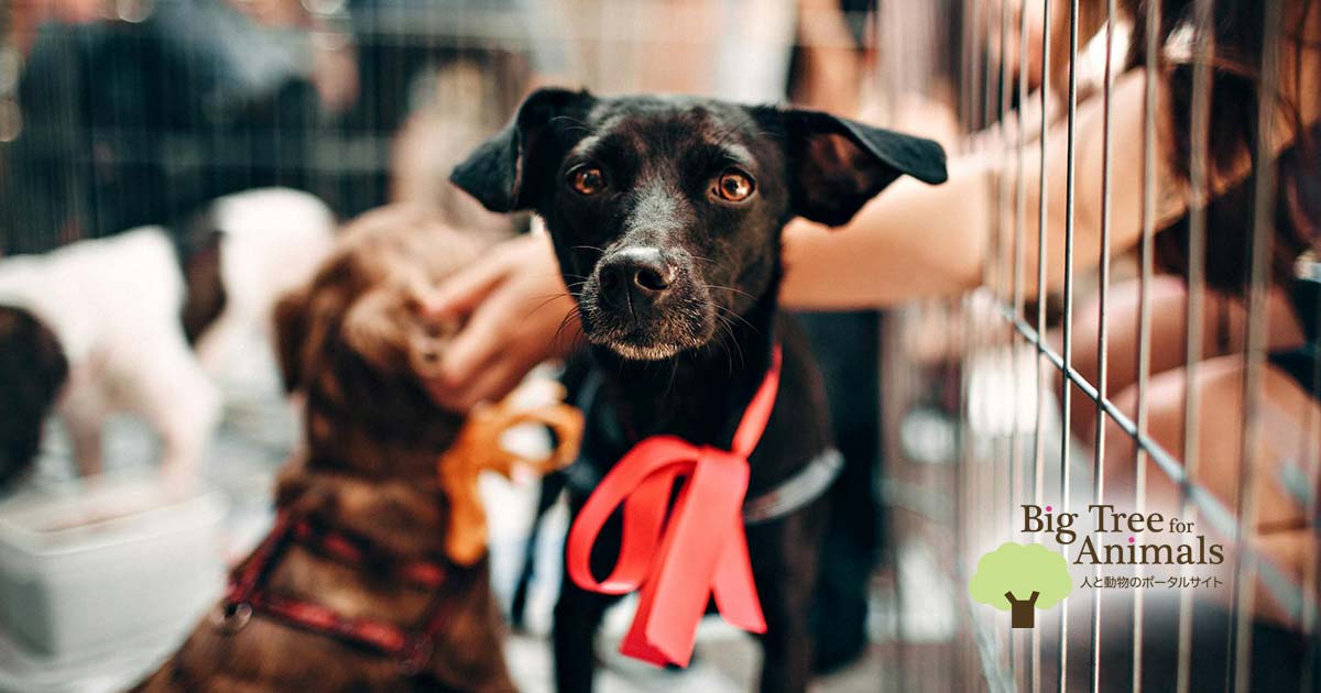シェルターの犬