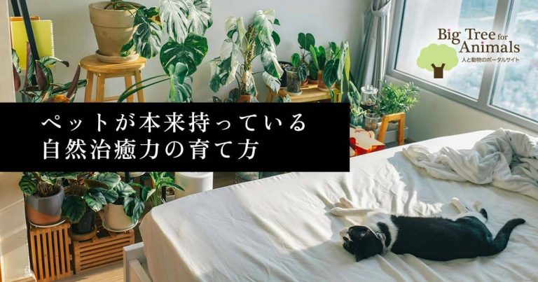 ペットが本来持っている自然治癒力の育て方