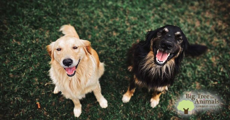 2匹の犬