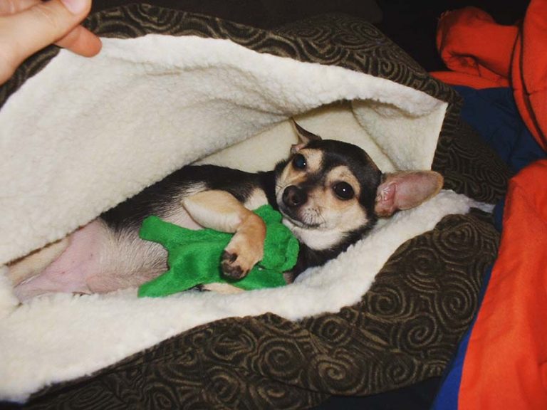 ちゅ−ちゅ−2005年