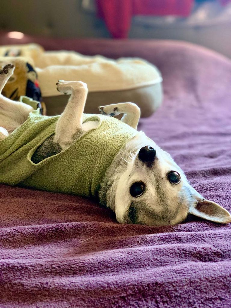 ちゅ−ちゅ−2020年